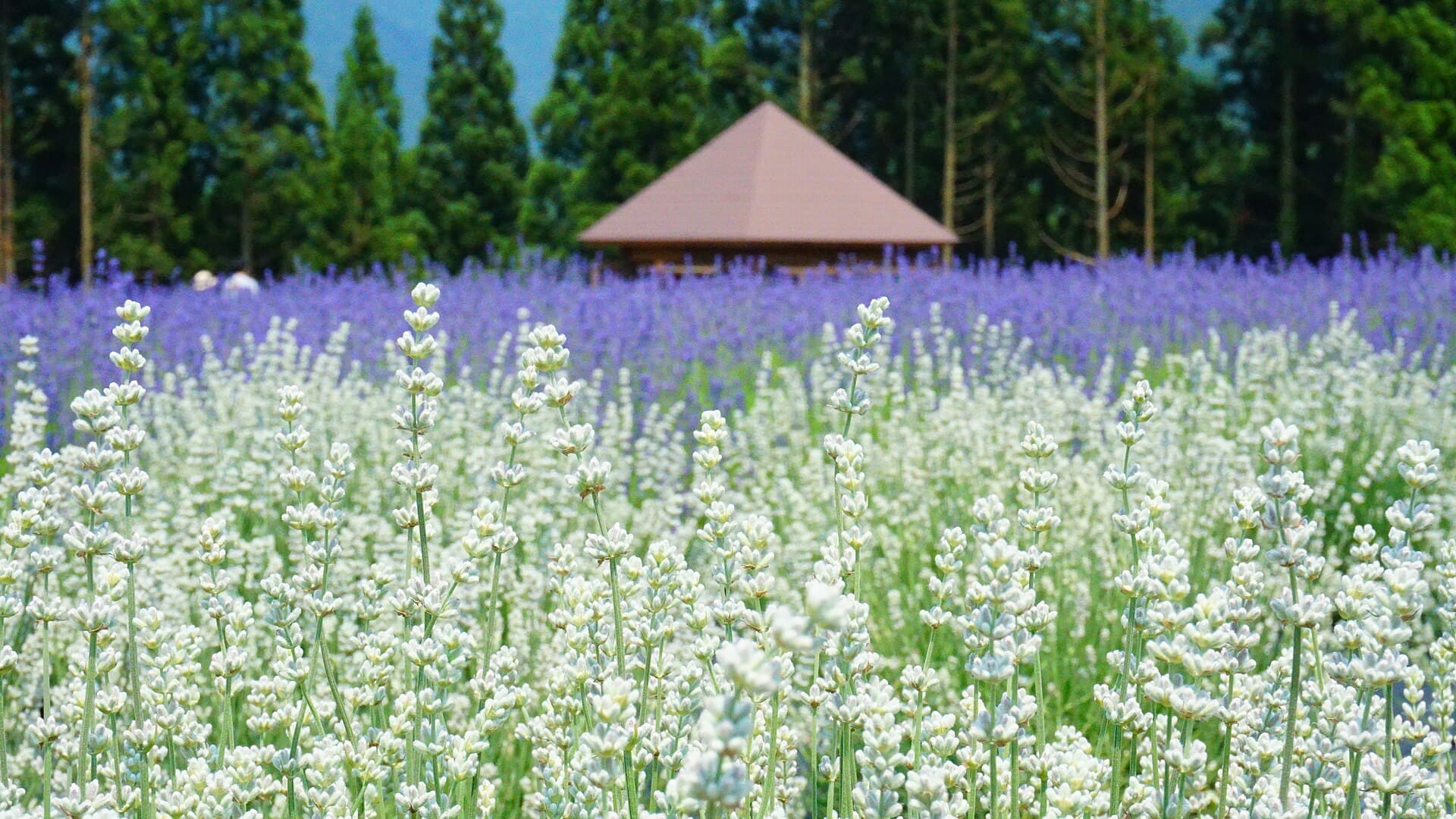 群马薰衣草四季水果采摘一日游
